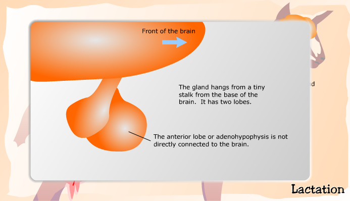 Hormones