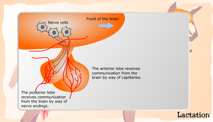 Hormones