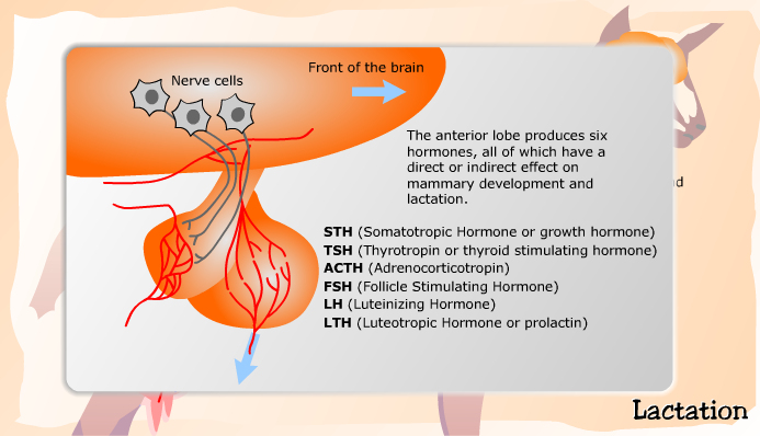 Hormones