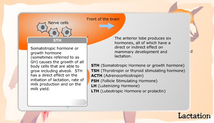 Hormones