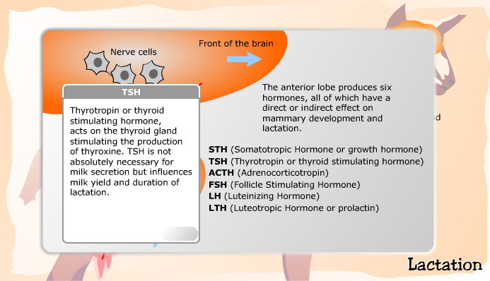 Hormones