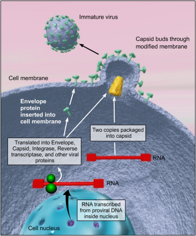 New viruses produced