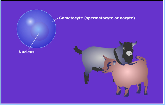 meiosis
