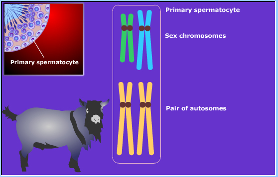meiosis