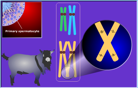 meiosis
