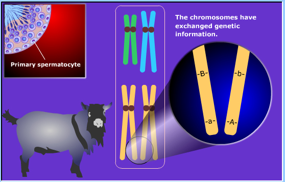 meiosis