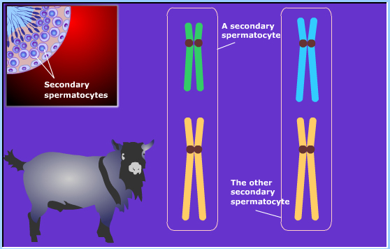 meiosis
