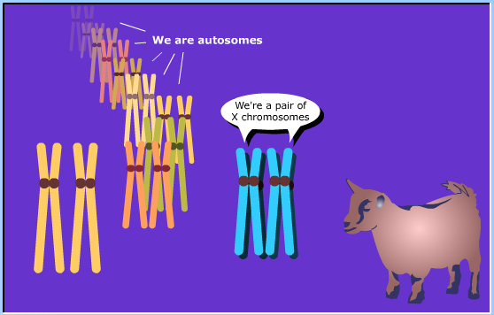meiosis