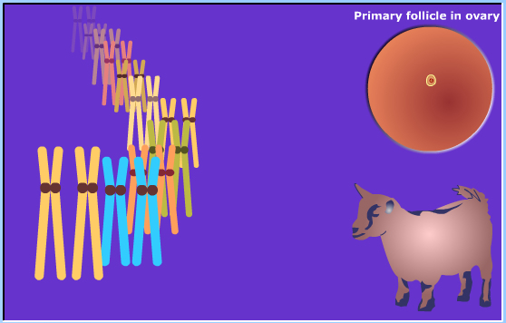 meiosis