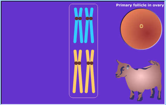 meiosis