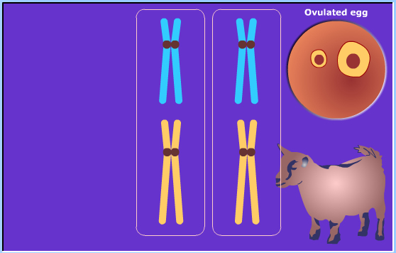 meiosis