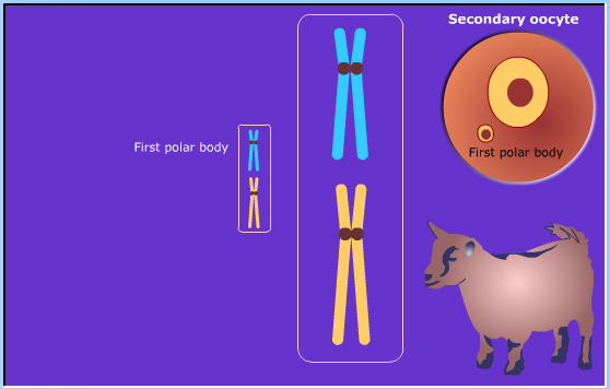 meiosis