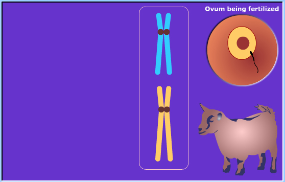 meiosis
