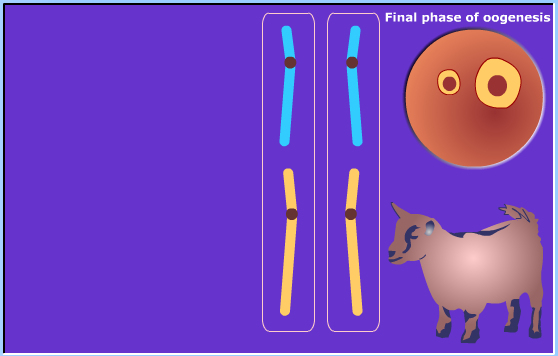 meiosis
