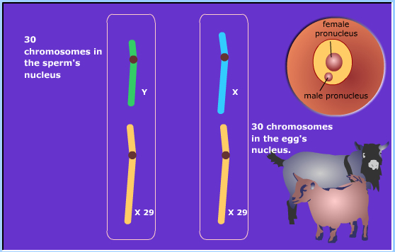 meiosis