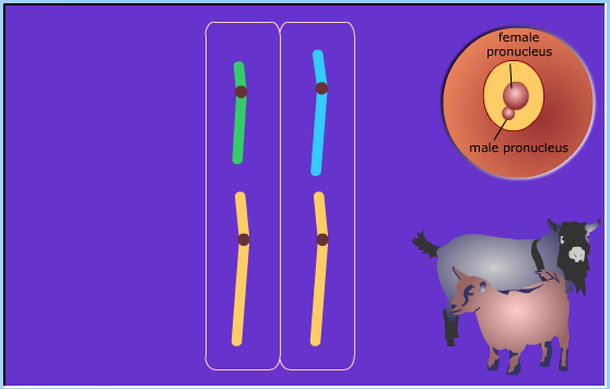 meiosis