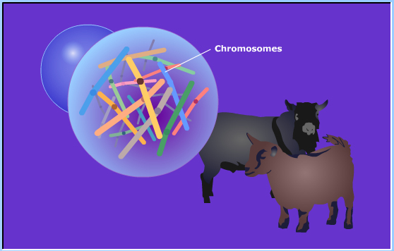 meiosis