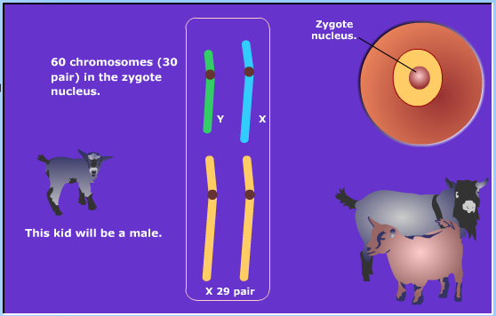 meiosis