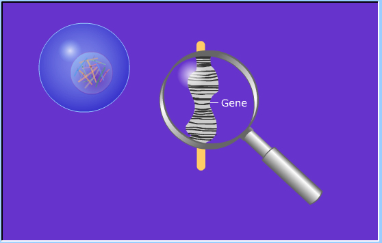 meiosis