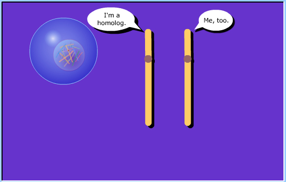 meiosis