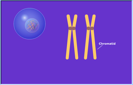 meiosis