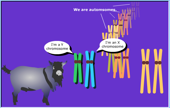 meiosis