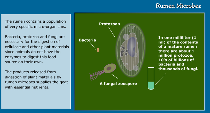 rumen