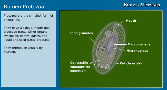 rumen