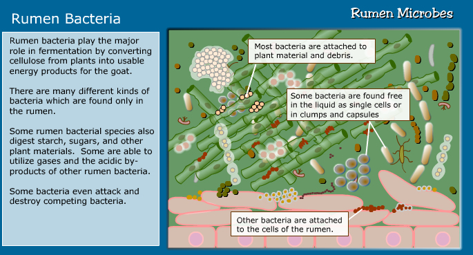 rumen