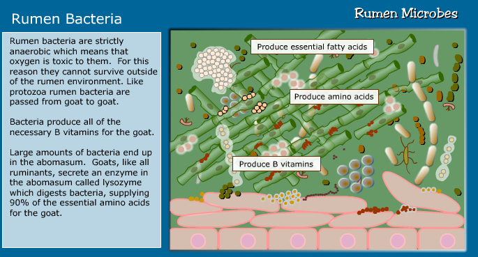 rumen
