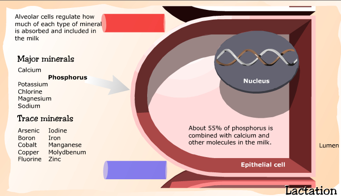 Hormones