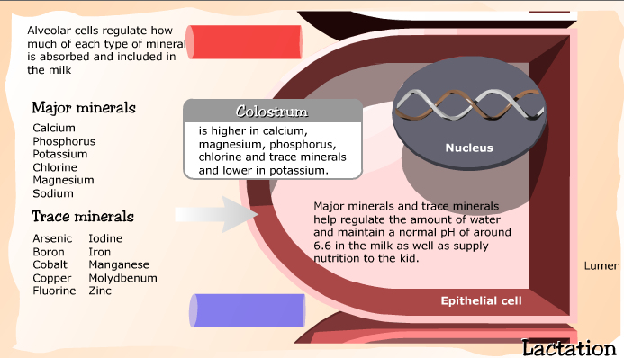 Hormones