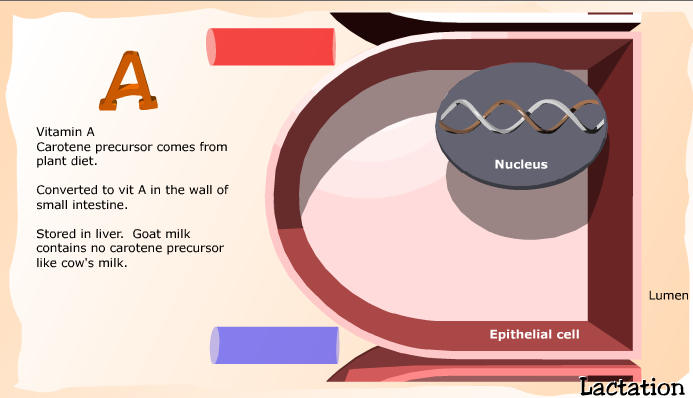 Hormones