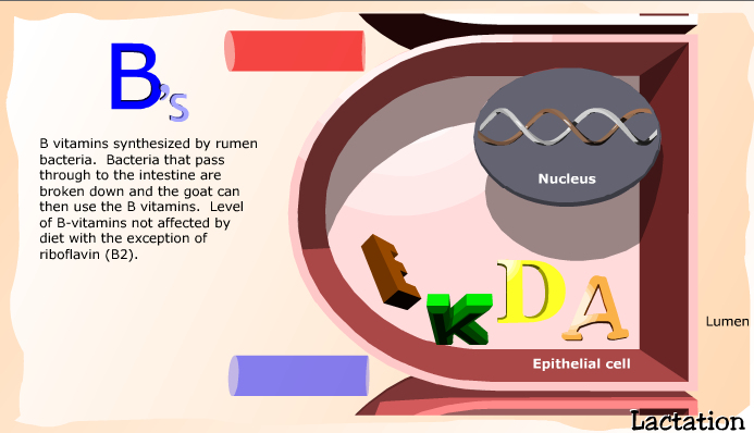 Hormones