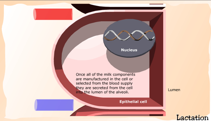 Hormones