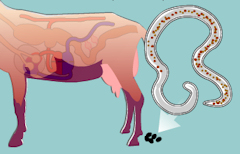 Parasite Life Cycle