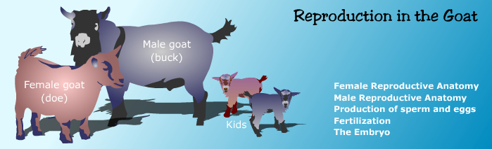 reproduction
