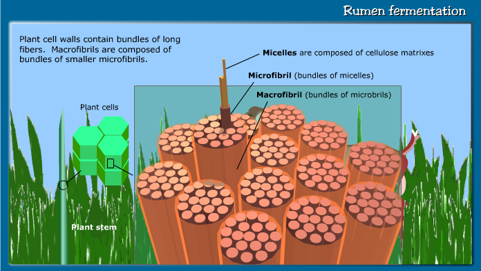 Rumen