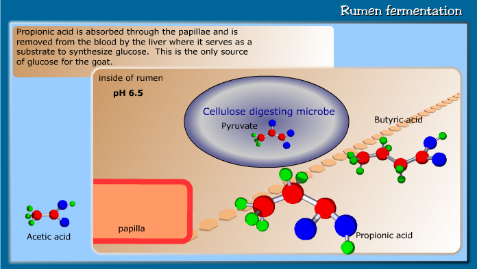 Rumen