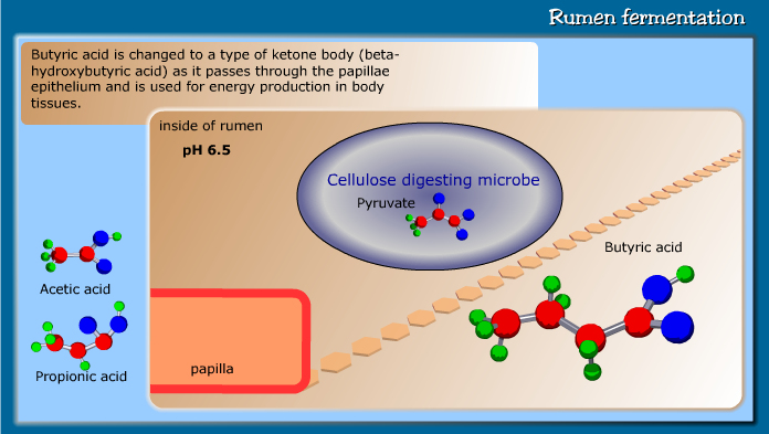 Rumen