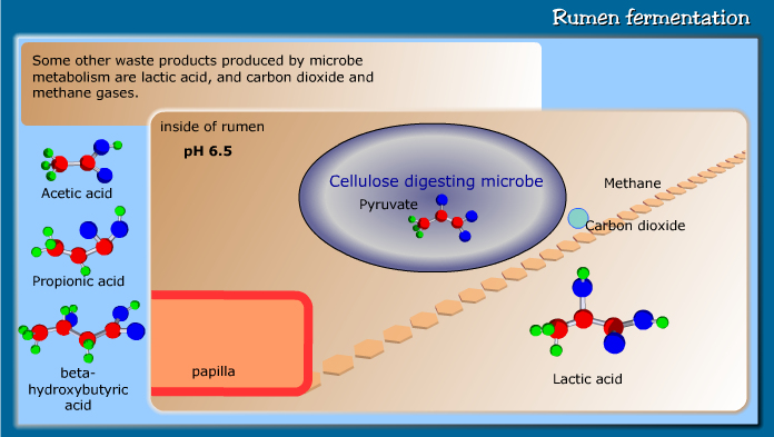 Rumen