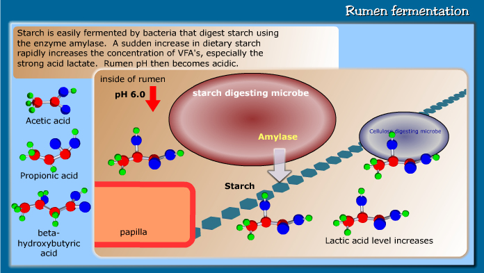 Rumen