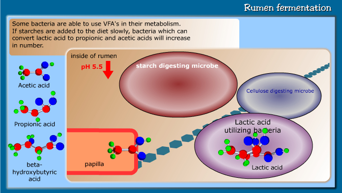 Rumen