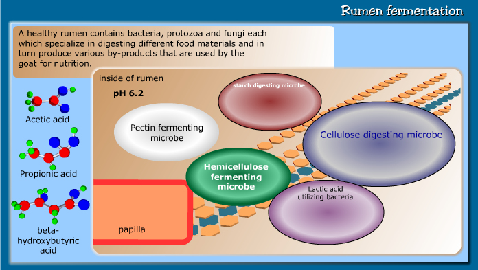 Rumen