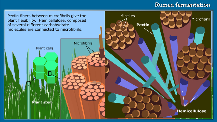 Rumen