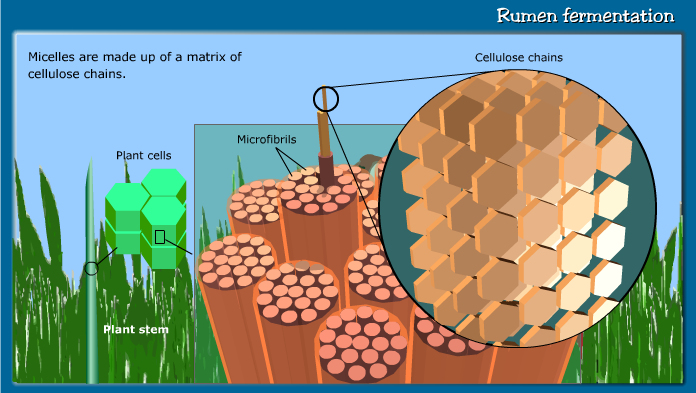 Rumen