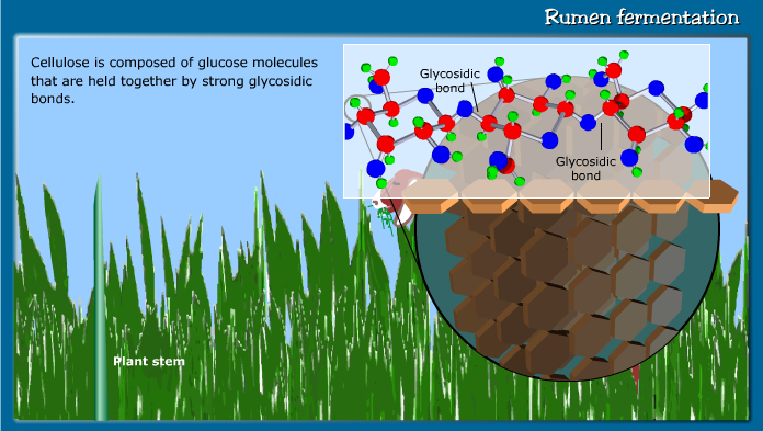 Rumen