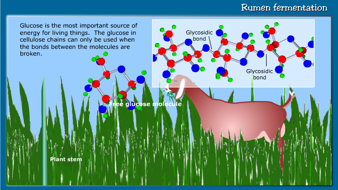 Rumen
