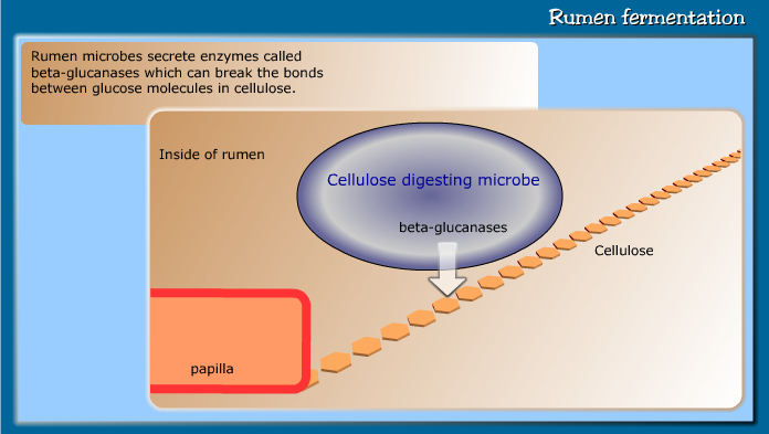 Rumen