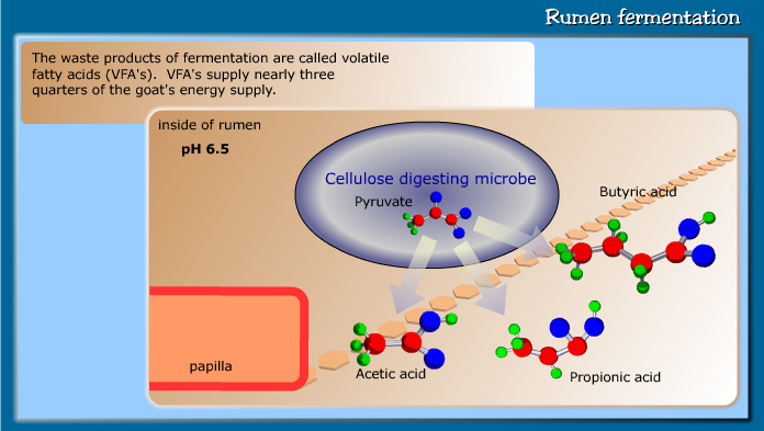 Rumen